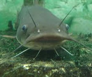 CatfishUSE-Picture.jpg