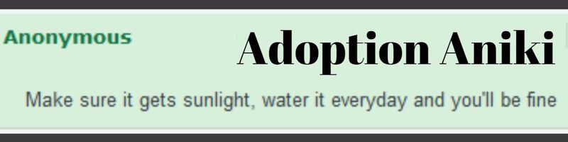 File:Adoption Aniki Banner.jpg